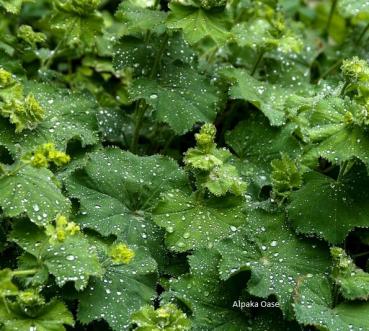 Frauenmantel Pellets