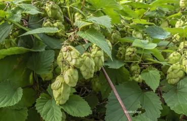 Hopfenblüten Pellets