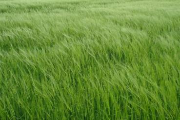 Gerstengras Pellets BIO