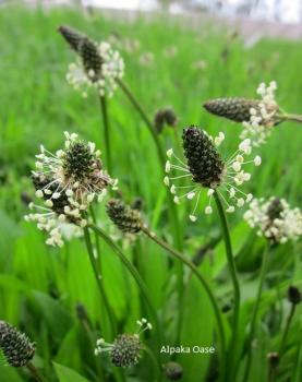 Spitzwegerich Pellets