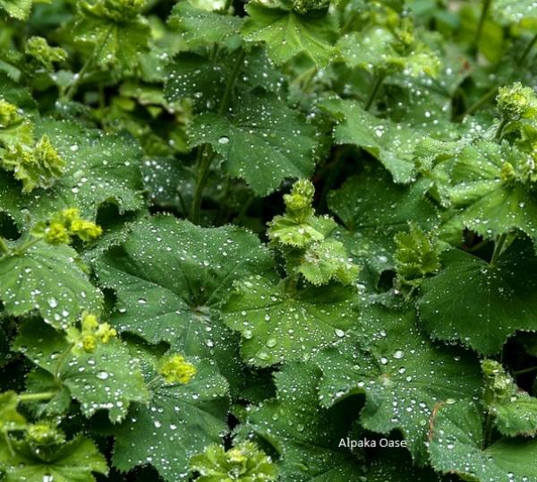 Frauenmantel Pellets