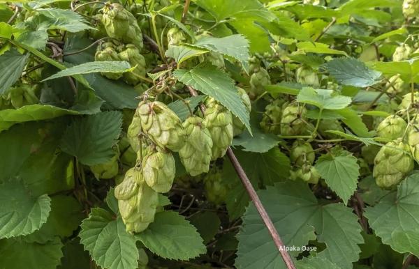 Hopfenblüten Pellets