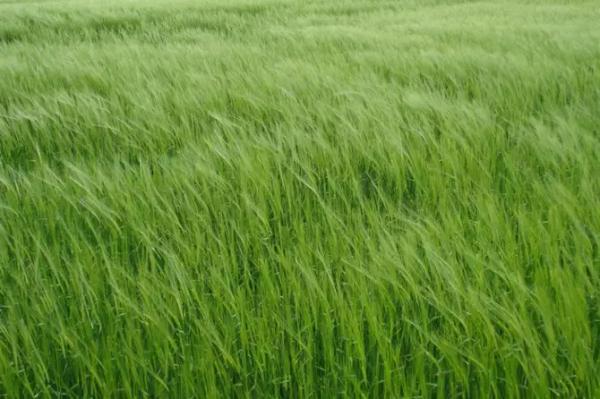 Gerstengras Pellets BIO