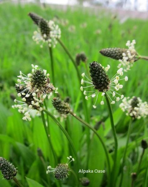 Spitzwegerich Pellets