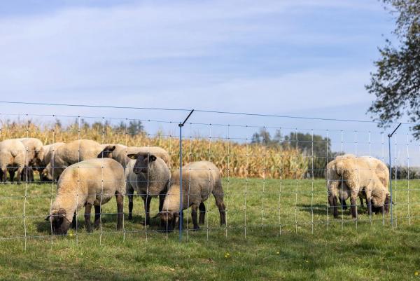Wolfstop, Ergänzungsset für Weidenetze 10er Set